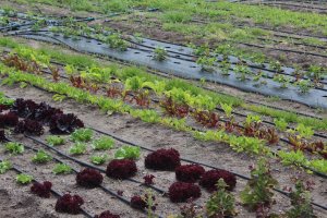 Regenerative Development  of Anlo Wetlands