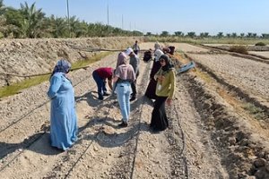 Potato cultivation under saline conditions in the area of Basrah, Iraq