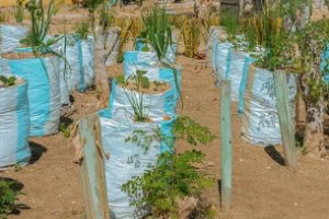 TIAMO: Innovative Technologies in Agriculture in Mozambique