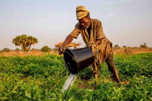 A traffic light soil water sensor for resource poor farmers