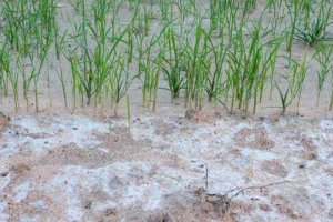 Focus Group Soil Salinisation