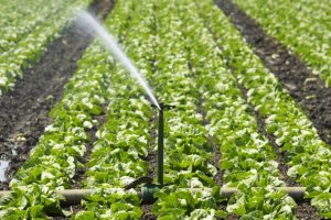 Water for Food Programme