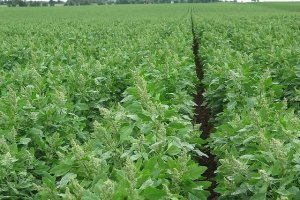 Quinoa Quality