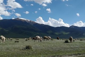 Integrated Natural Resource Management in Salt-affected Agricultural Landscapes