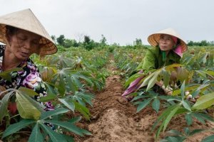 Policy Imperatives for Southeast Asia's Regional Food Systems under Climate Change