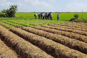 Saline Agriculture in Mekong Delta, Vietnam