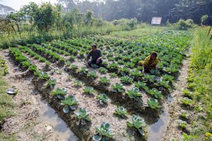 Assessment realisation research center saline agriculture