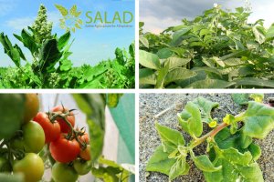 SALAD