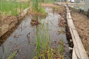 Soil Salt Reduction with Biochar