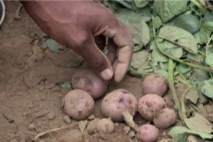 Saline Agriculture for the Kafrelsheikh Governorate