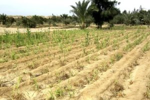 Model for Seed Production of Resilient Salt-tolerant Crop Species for Climate Smart Agriculture in Egypt