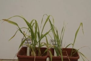 Molecular Mechanisms Involved in Salinity Tolerance in Barley