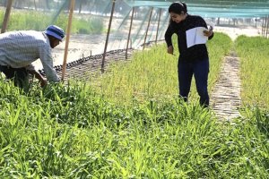 The impact of the rhizosphere microbiota on root system development and tolerance to environmental constraints in cereals