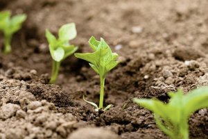SoilCare