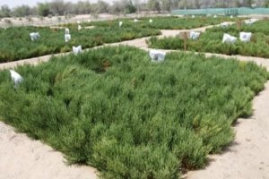 Salicornia for Biosaline Agriculture