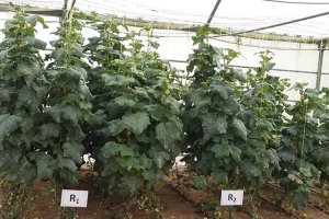 Feasibility of nano-filtration for desalinisation of saline water used for irrigating vegetable crops under Qatar conditions