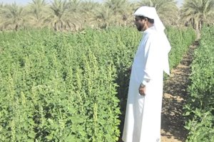 Quinoa for Marginal Environments