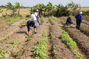 Capacity Building for Saline Agriculture in the Mekong Delta Region