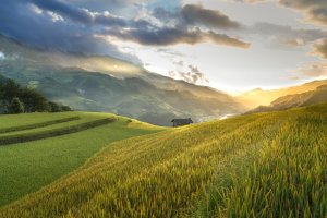 Identification and Pyramiding of Mutated Genes for Improving Crop Tolerance to Salinity and Drought