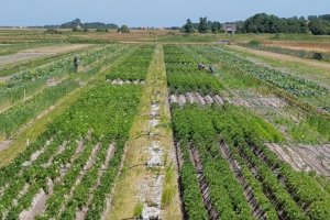 ASLAC - Latin America and the Caribbean Soil Partnership