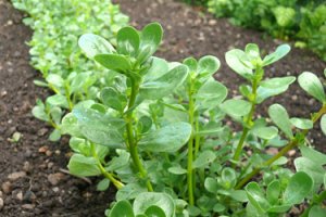 Desalination of greenhouse soils through halophytes