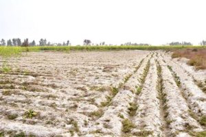 Restoration and preservation of Pannonic salt lakes and salt steppes of European significance